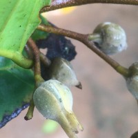 Shorea lissophylla Thwaites